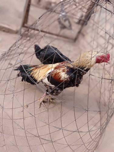 Aseel pair for sale 