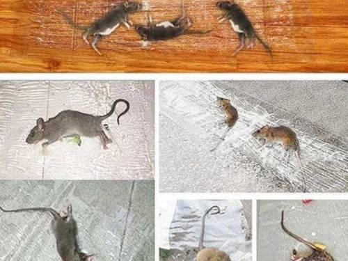 mouse trap glue magic carpet 