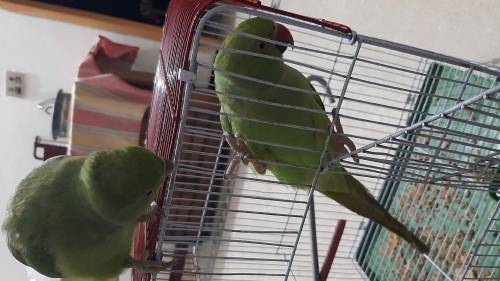 parrot