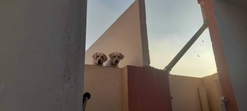 Labrador retriever pair for sale