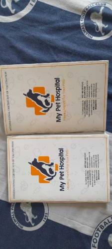 Labrador retriever pair for sale