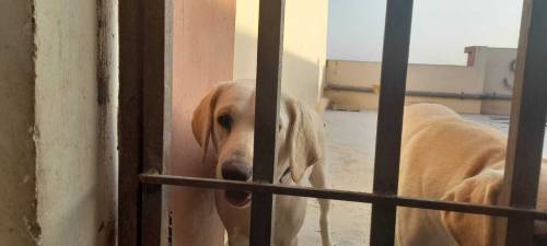 Labrador retriever pair for sale
