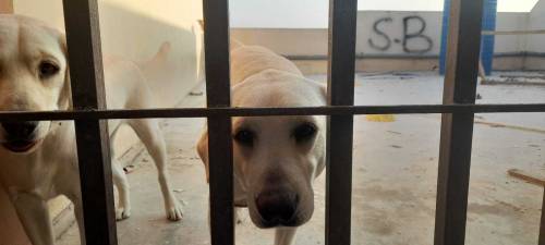 Labrador retriever pair for sale