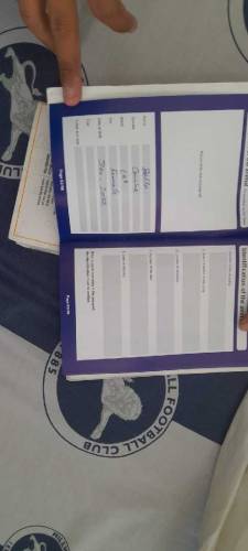 Labrador retriever pair for sale