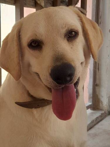 Labrador retriever pair for sale