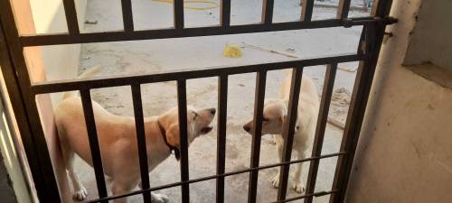 Labrador retriever pair for sale