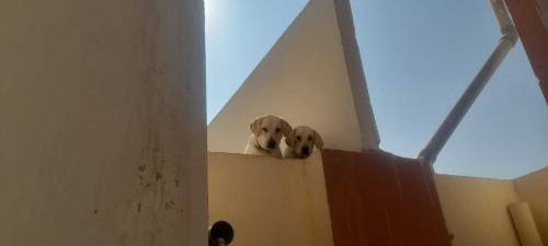 Labrador retriever pair for sale