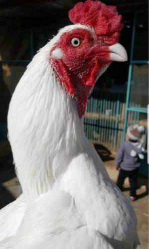 Aseel hera eggs 