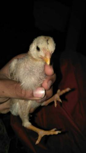 baby chicks 