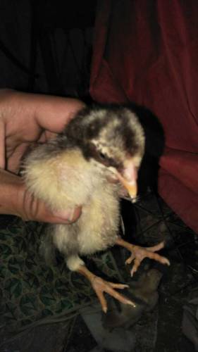 baby chicks 