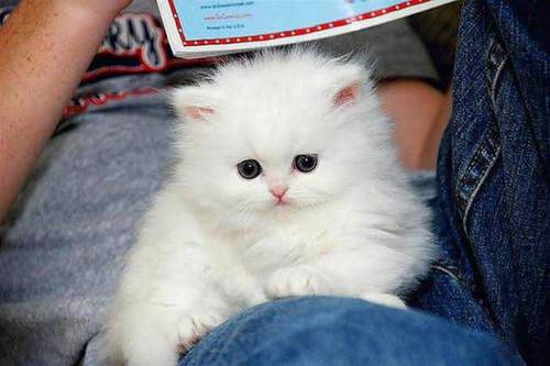 persion kittens