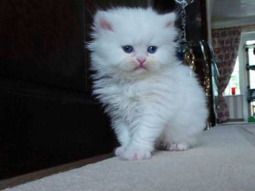persion kittens