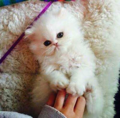 persion kittens