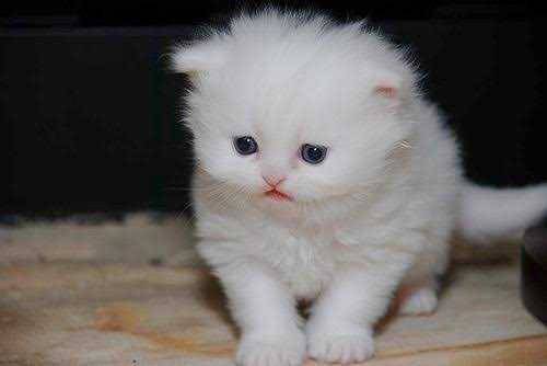 persion kittens