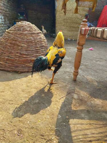 piyor Aseel Jawa 