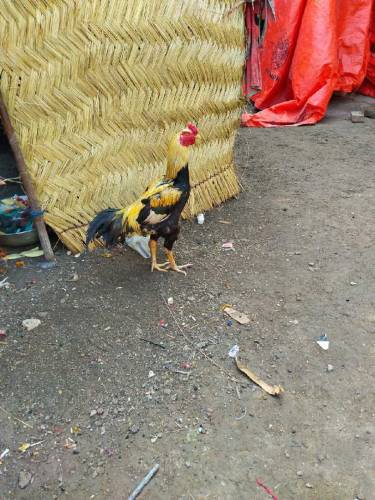 piyor Aseel Jawa 