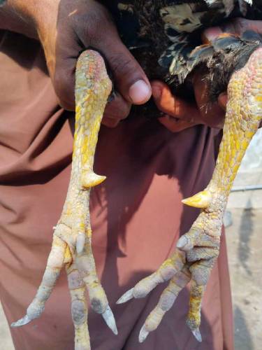piyor Aseel Jawa 