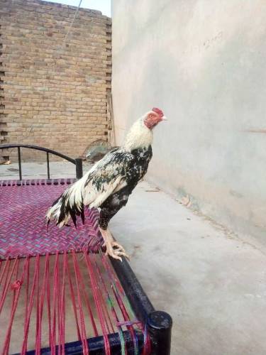 aseel murga ha full fighter blood line double morah ma ha 