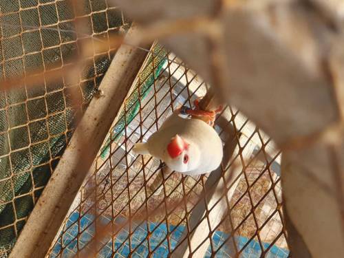 Jawa finches