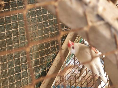 Jawa finches