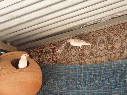 Jawa finches