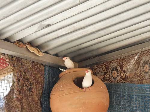 Jawa finches