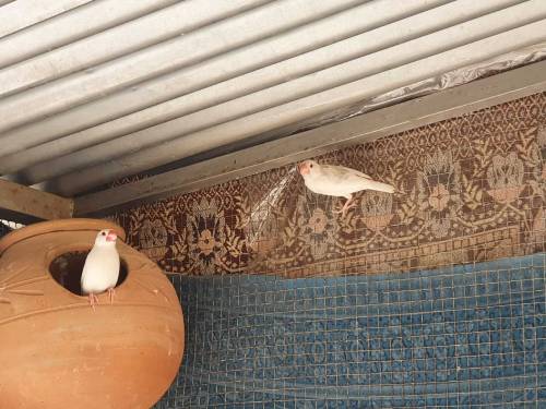 Jawa finches