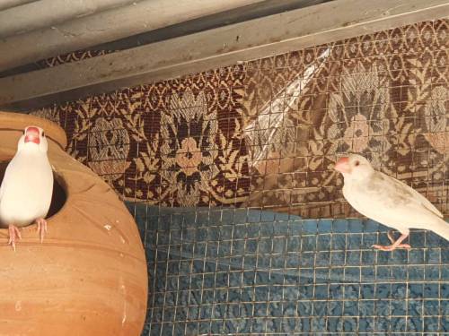 Jawa finches