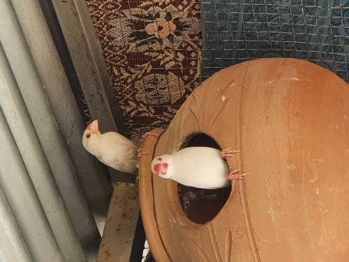 Jawa finches