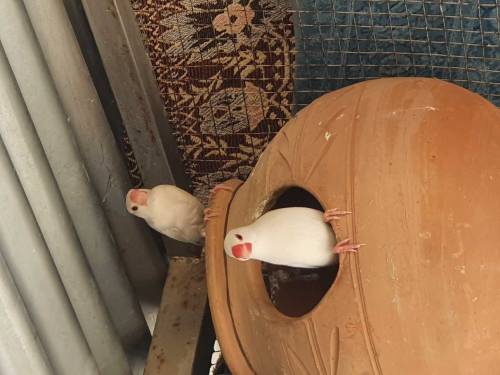 Jawa finches