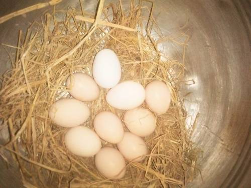 light Sussex. egg price 120 per egg 