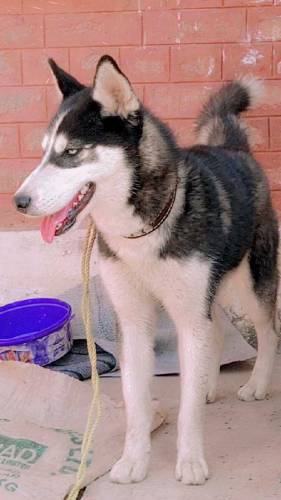sibarian huskey