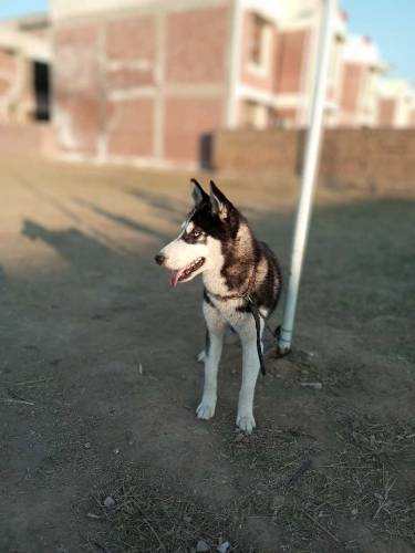 sibarian huskey