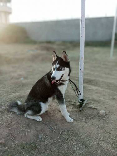 sibarian huskey