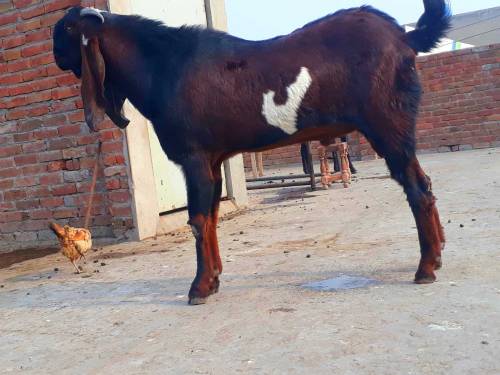 breeder bakra for sale