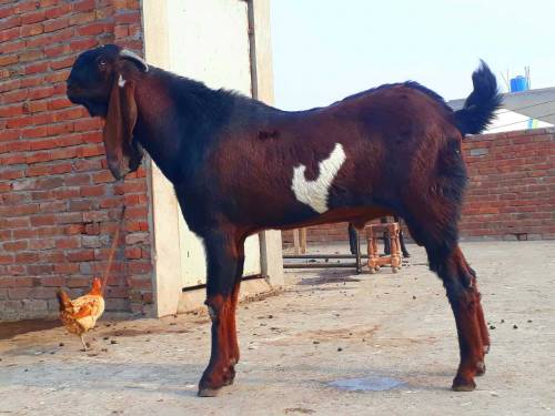 breeder bakra for sale
