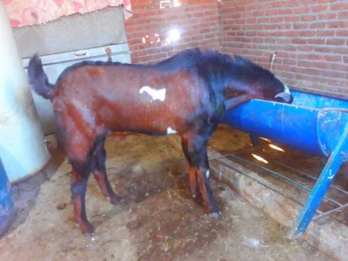 breeder bakra for sale