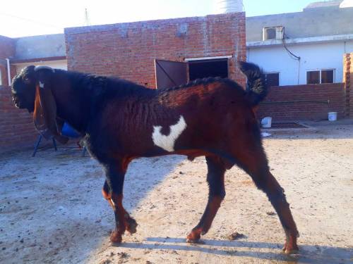 breeder bakra for sale