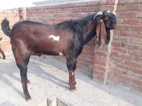 breeder bakra for sale
