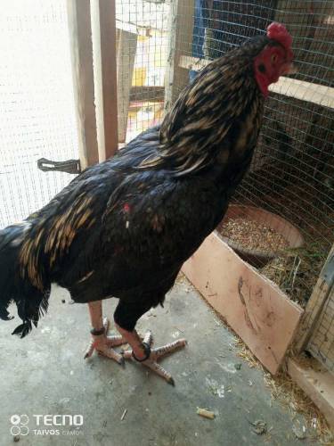 jawa patha For Sale O Size