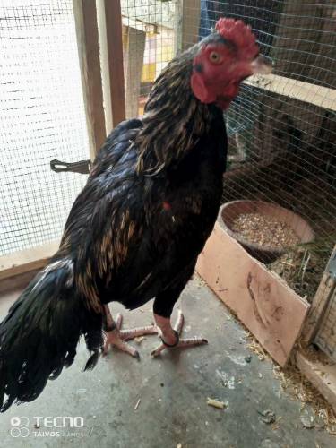 jawa patha For Sale O Size