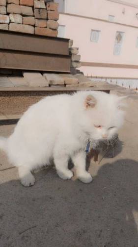 parsian male cat available/ Whatsapp number is 03468015786