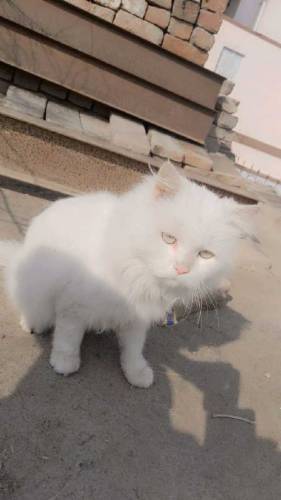 parsian male cat available/ Whatsapp number is 03468015786