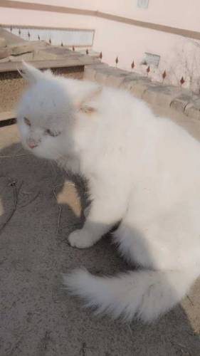 parsian male cat available/ Whatsapp number is 03468015786
