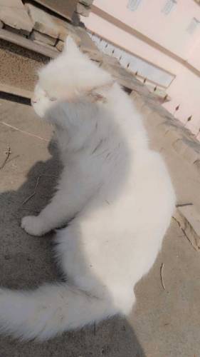 parsian male cat available/ Whatsapp number is 03468015786