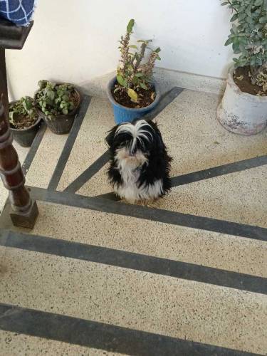 shihtzu 1 male 2 females 
