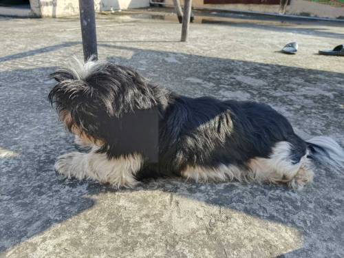 shihtzu 1 male 2 females 