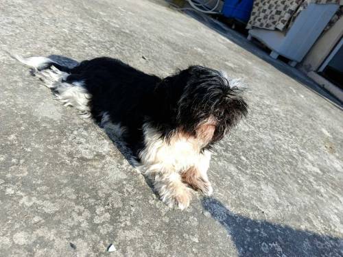 shihtzu 1 male 2 females 