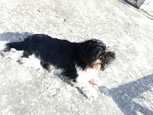 shihtzu 1 male 2 females 