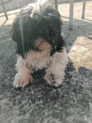 shihtzu 1 male 2 females 
